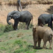 Photo 6 : Un troupeau d'éléphant en direction de la mare pour s'abreuver