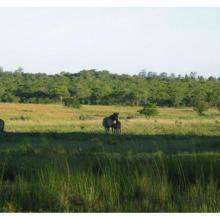 Zebras in Cleveland Dam