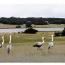 Globally threatened wattled cranes in Driefontein grasslands