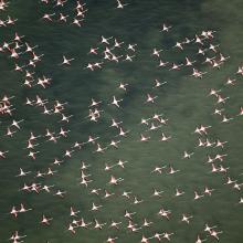 les flamants roses