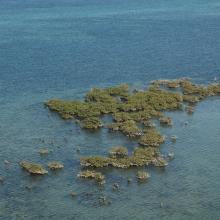 les mangroves