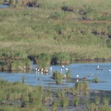 Waterfowl in Ropotamo Complex. The photo was taken during a field study part of the preparation of the Ropotamo Reserve Management Plan.