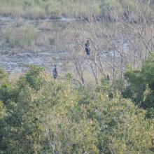 Cormorants. The photo was taken during a field study part of the preparation of the Ropotamo Reserve Management Plan.