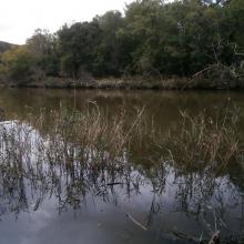 Ropotamo River.
The photo was taken during a field study part of the preparation of the Ropotamo Reserve Management Plan.