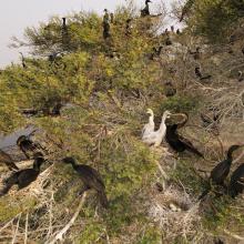 Oriental Darter nesting in the Heronry of Nanjarayan Bird Sanctuary