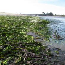 Eel Grass Bed