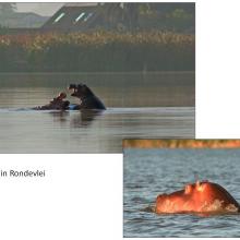 Hippos in Rondevlei
