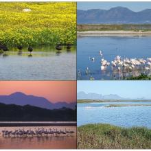 Various pictures at Strandfontein Birding Area
