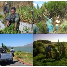 Management Activities in the False Bay Nature Reserve