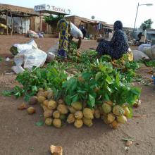 Photo 12: Aperçu des potentialités du site en Produits forestiers non ligneux (PFNL) précisément le fruit de Saba senegalensis dans la commune de Tchériba 