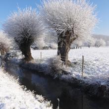 Saules têtards sous la neige