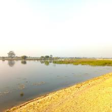 Eastern part of Pyu Lake during dry season. Open water with algae and tall grasses are visible.