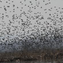 Migratory Waterfowl congregation at Hygam wetland.