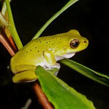 Cooloola Sedgefrog (Litoria cooloolensis), Moreton Bay Ramsar Site