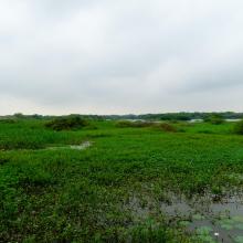 The wetland.
