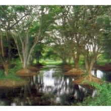Panoramic view of the bird sanctuary Panoramic view of the bird sanctuary