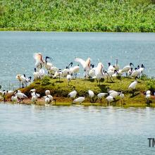 Panoramic View of Vaduvur Bird Sanctuary