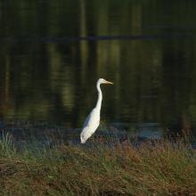 Intermediate Egret 