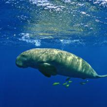 Dugong Dugong