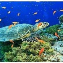 Olive ridley Turtle, corals 