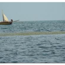 Sea Grass over shallow water surface