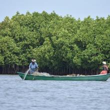 Panoramic view of Pichavaram Mangrove