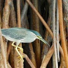 Striated Heron