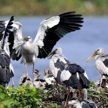 Foraging ground in Vedanthangal