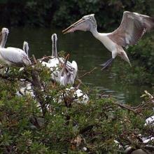 Spot billed pelican