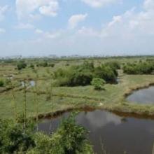 Ariel View of Pallikaranai Marsh