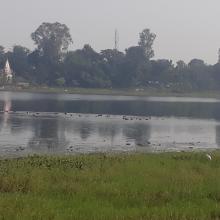 Congregation of water birds at Parvati Arga Bird Sanctuary