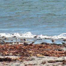 Common ringed plover and dunlin at the Beach at sub-site Kviljo 