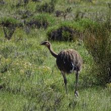 Choique (Rhea pennata)