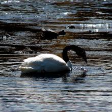 Cisne cuello negro (Cygnus melancoryphus)