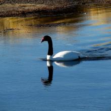 Cisne cuello negro 2  (Cygnus melancoryphus)