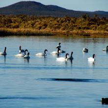 Cisnes Cuello Negro