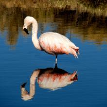 Flamenco (Phoenicopterus chilensis)