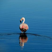 Flamenco 2 (Phoenicopterus chilensis)