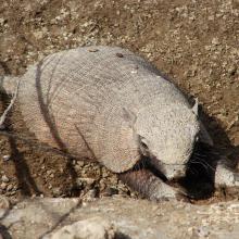 Peludo (Chaetophractus villosus )