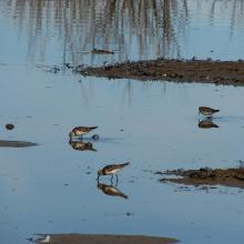 Playerito rabadilla blanca (Calidris fuscicollis)