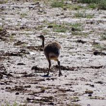 Cría de Choique (Rhea pennata)