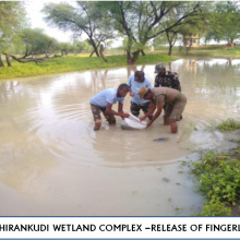 Release of fingerlings forming food for birds