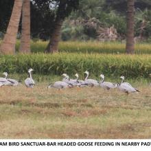 Koonthankulam: Bar headed geese feeding in the nearby paddy field