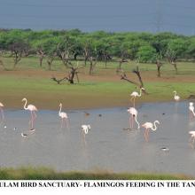 Koonthankulam: Flamingos feeding in the Tank area