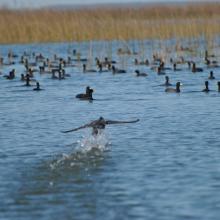 American coot 