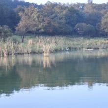 Asian openbill in Northern site of wetland