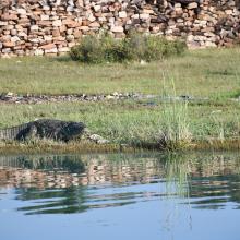 Crocodile basking on the wetland site