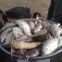prise de poisson dans le site Ramsar du lac Higa