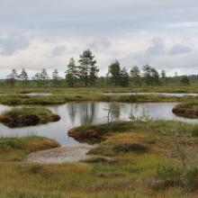 Nigula Bog