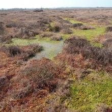 Active Raised Bog displaying Sphagnum magellanicum low hummocks and lawns and Sphagnum cuspidatum pools.